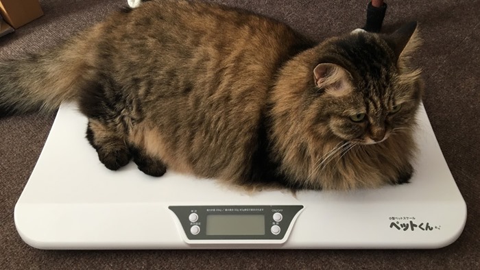 体重計に座る猫