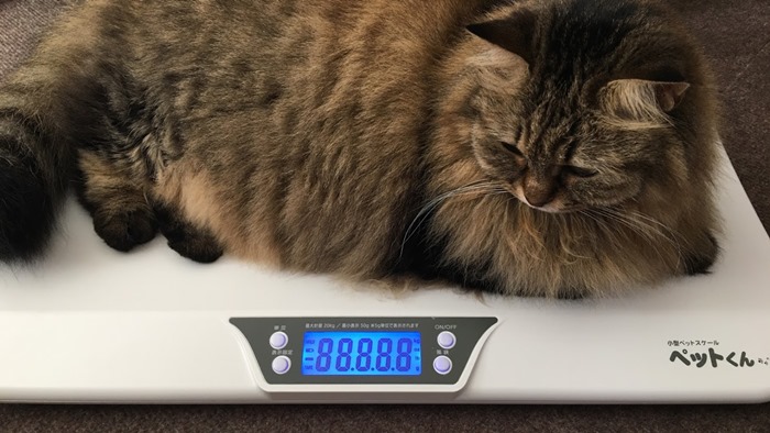 体重が気になる猫