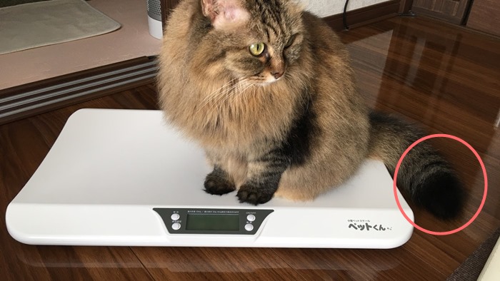 猫の体重を測る
