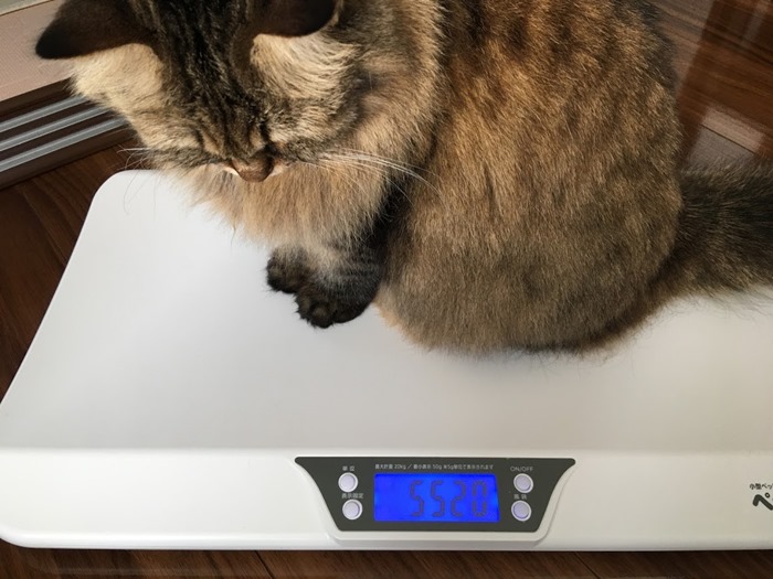 自分の体重を気にする猫