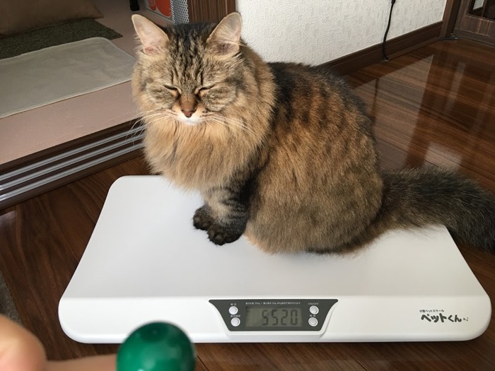 体重を測ったのにまたたびをもらえなかった猫
