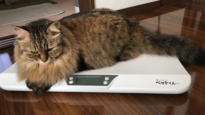 体重計に乗って不貞腐れる猫