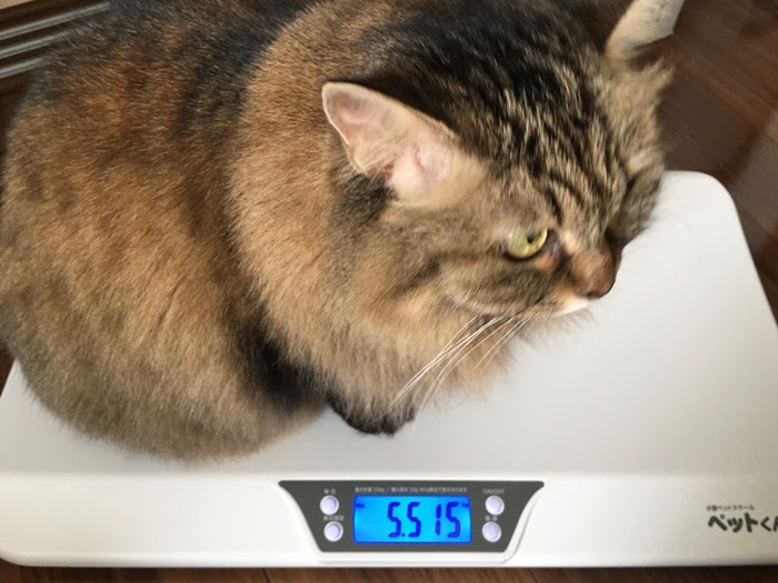 体重測定する猫