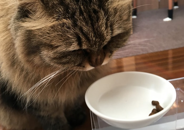モグニャンを実食する猫