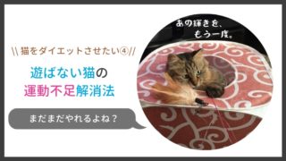 遊ばない猫の運動不足解消法