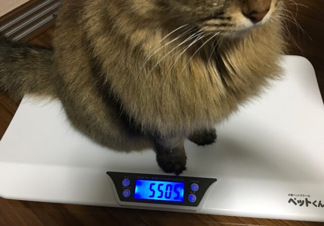 体重測定をする猫
