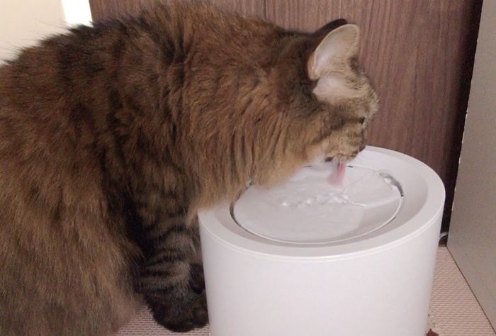 自動給水器で水を飲む猫