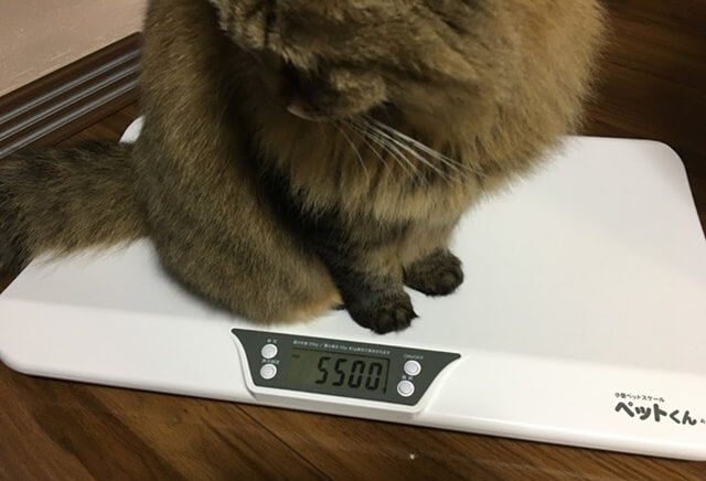 猫の体重測定