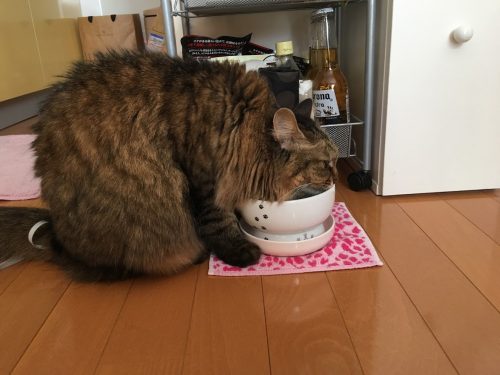 水を飲む猫