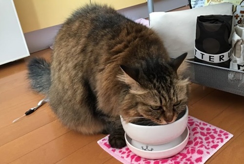 猫壱ウォーターボウルで水を飲む猫