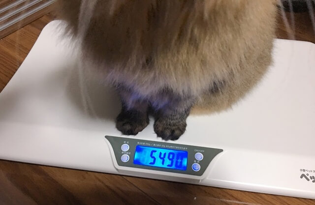 体重を測るダイエット中の猫