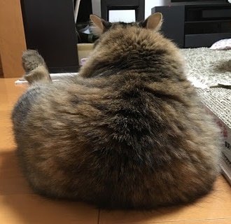太った猫